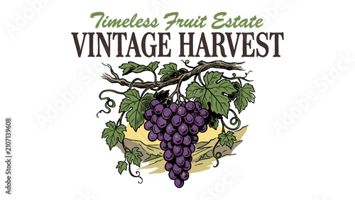 Schilderij op canvas Vintage Timeless Fruit Estate Vintage Harvest Grape Vine Hand Drawn Illustration