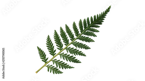 Foto Single fresh green natural forest fern leaf branch asset isolated on transparent