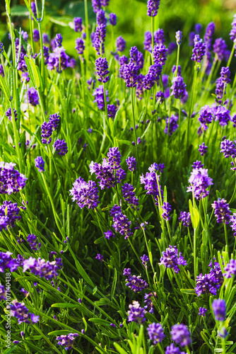 Vertical Close Up of Vibrant Purple Lavender Blooming in Sunlight
