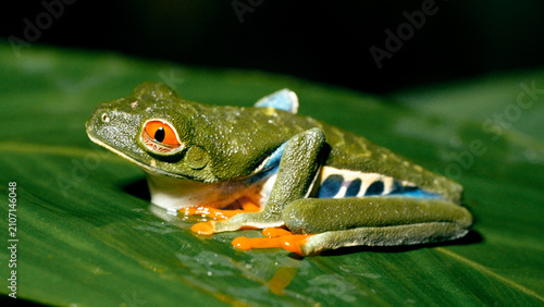 Obraz na plátně Red-eyed Tree Frog Resting on Big Green Leaf Macro Photography