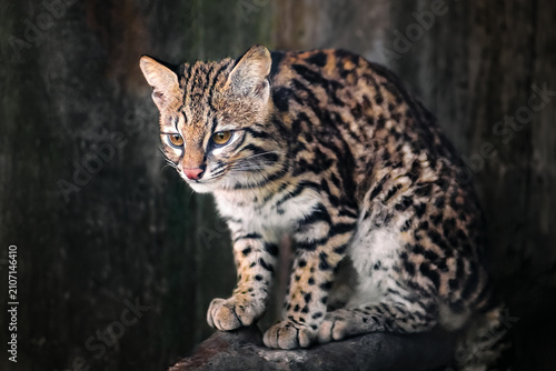 Canvas Print Oncilla (Leopardus tigrinus) - Central and South American spotted wild cat