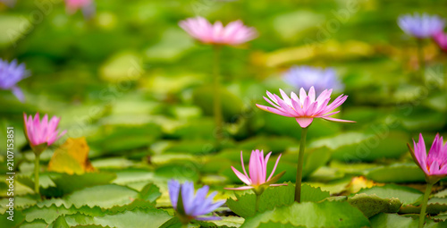 Fotografie Lotus pond