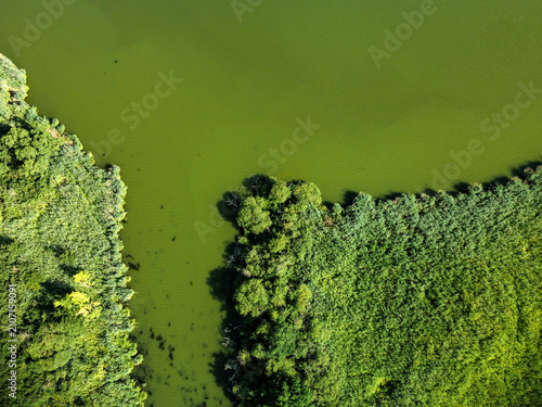 Принти на полотні Aerial top down view of a green lake with algae bloom bordered by dense reed and trees