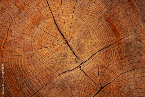 Fotografie Close-up view of a cross-section of a tree trunk showcasing intricate growth rin