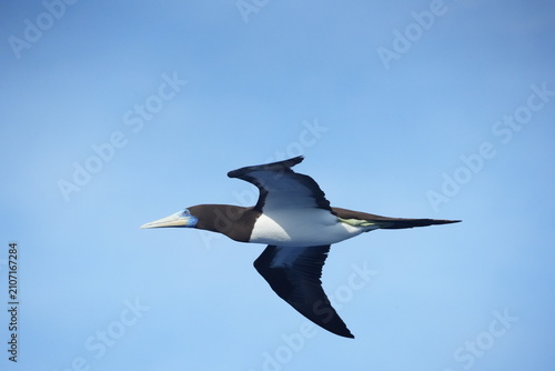 Foto Male booby flying over the sea