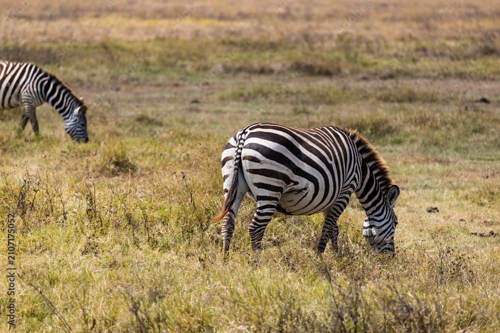 Obraz premium Arusha, Tanzania - 10 July 2026 - zebras in the Ngorongoro Crater