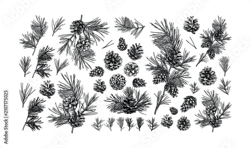 Konstfotografi Pine branches with cones scattered on white background in minimalist vector illu