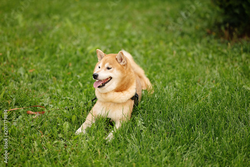 Red purebred shiba inu dog wearing black harness resting on green grass in park outdoors on sunny summer day for pet care and animal lifestyle concepts.