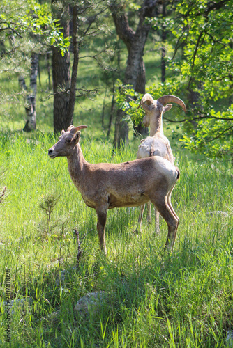 Bighorn Sheep Walking into Grasslands on Mount Washburn in Yellowstone National Park