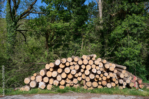 Logging industry showing stacked wood logs in forest