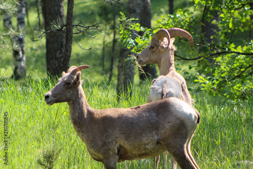 Bighorn Sheep Walking into Grasslands on Mount Washburn in Yellowstone National Park