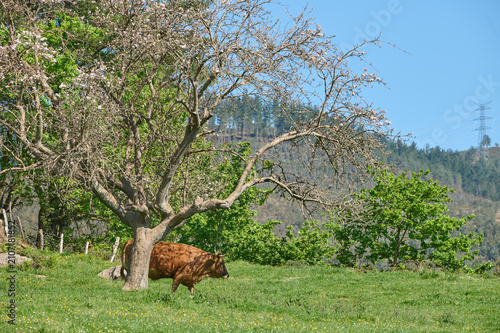 Brown cow grazing under blooming tree in pasture