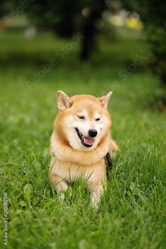 Red purebred shiba inu dog wearing black harness resting on green grass in park outdoors on sunny summer day for pet care and animal lifestyle concepts.
