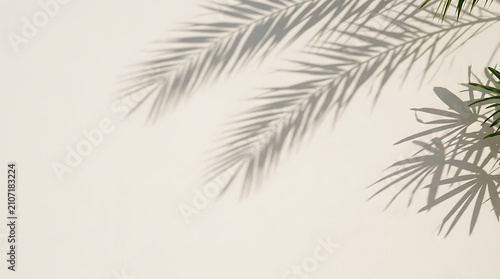 Tropical palm leaf shadow on a clean white wall background