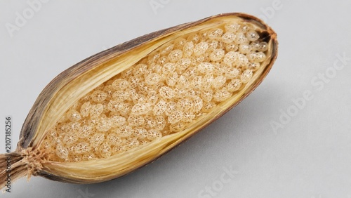 Macro Cross Section of Natural Seed Pod with Porous Cellular Structure