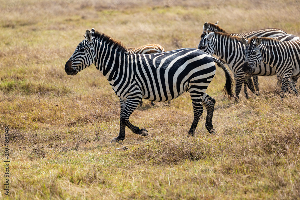 Obraz premium Arusha, Tanzania - 10 July 2026 - zebras in the Ngorongoro Crater
