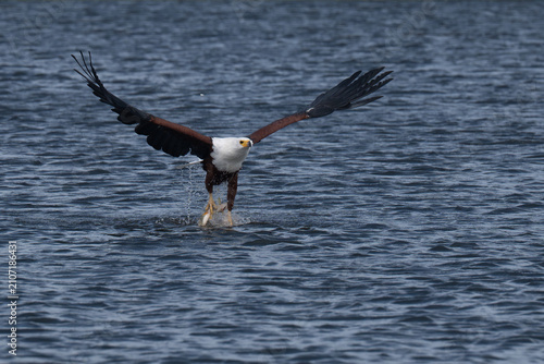 Obraz na plátne African fish eagle with a freshly caught tigerfish in its talons