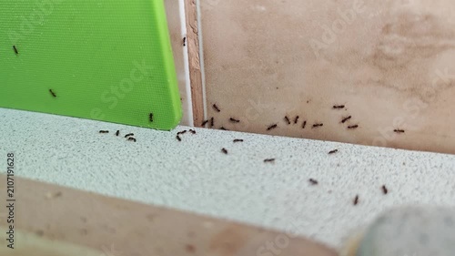 Group of ants swarm on kitchen in line;
