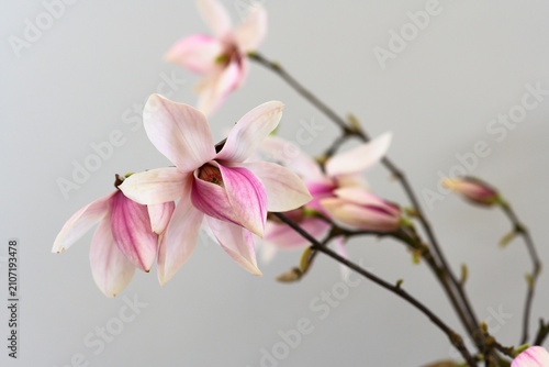 Schilderij op canvas Rosa Magnolienblüten vor hellem Hintergrund mit Freiraum