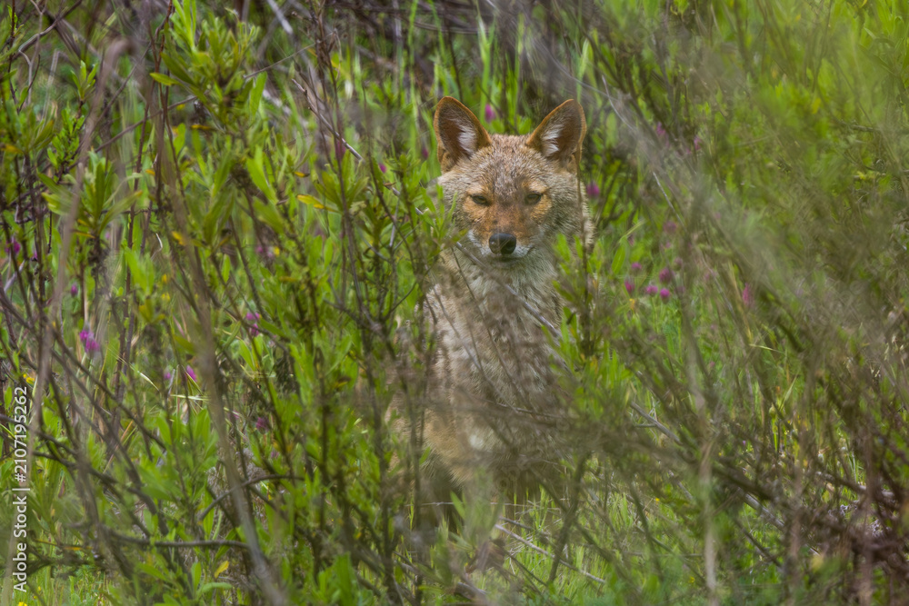 Obraz premium Golden Jackal (Canis aureus) hide in the plants and look to the camera