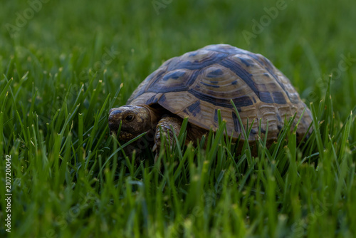 Quadro su tela Greek Tortoise (Testudo graeca) turtle walking in the green grass