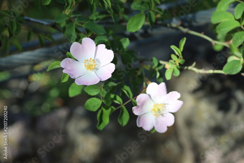 Konstfotografi Zarte rosa Wildrose (Heckenrose) im Sonnenlicht – Naturblüte mit Bokeh