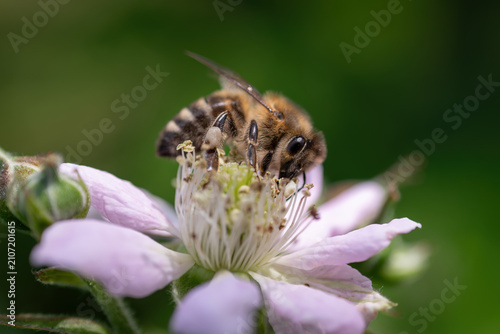 Photography Honey bee pollinating white blackberry flowers