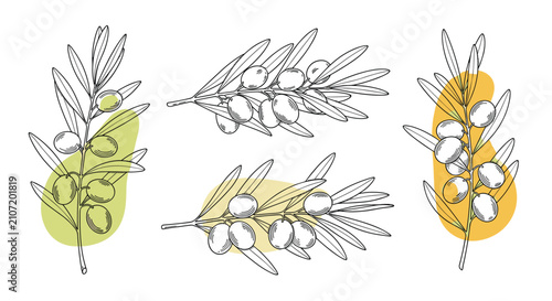 Hand drawn sketches of olive branches with leaves and fruits decorated with abstract pastel color shapes behind them.