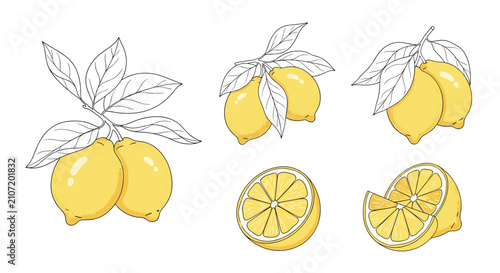 Sliced and whole fresh lemons hanging on branches with leaves rendered in detailed line art and bright yellow color.