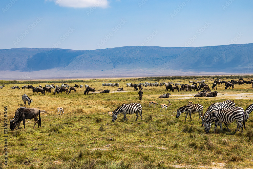 Obraz premium Arusha, Tanzania - 10 July 2026 - zebras and gnu in the Ngorongoro Crater