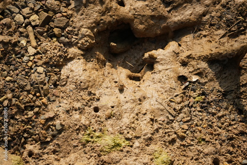 Photos Mudskipper resting at the entrance of its burrow in a mangrove