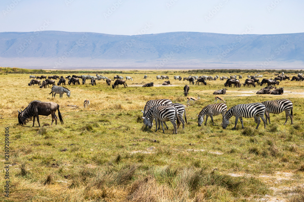 Obraz premium Arusha, Tanzania - 10 July 2026 - zebras and gnu in the Ngorongoro Crater