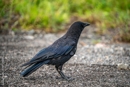 Crow on the Ground