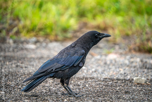 Crow on the Ground