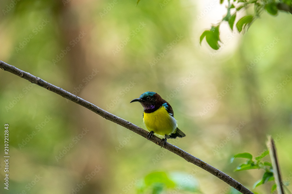 Obraz premium male purple-rumped sunbird (Leptocoma zeylonica) balances elegantly on a slender tree branch.