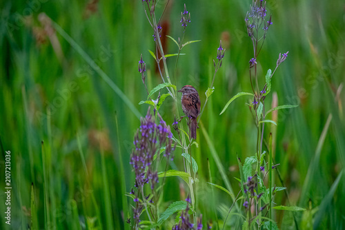 Swamp Sparrow perched on Purple Loosestrife