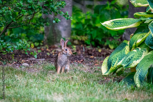 Rabbit in the Garden