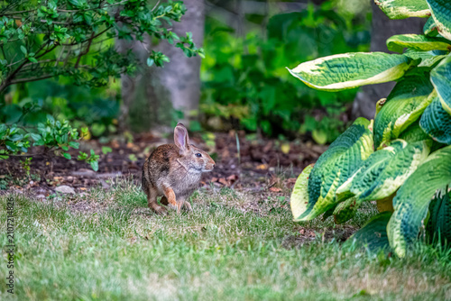 Rabbit in the Garden