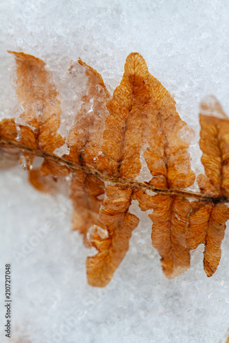 Foto Close-up of a dry brown fern frond encased in ice and snow