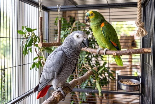 African Grey Parrot Perched Beside an Orange Winged Amazon Parrot Inside a Spacious Metal Bird Cage