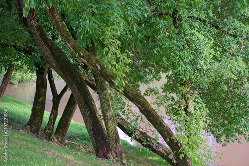 Beautiful trees on the river bank in the park.                               