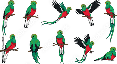 Canvastavla Cute Cartoon Resplendent Quetzal Vector Character Set in Perching Flying and Sit