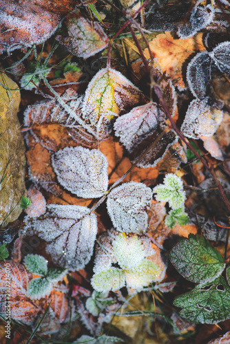 Close-up image of frosted autumn leaves