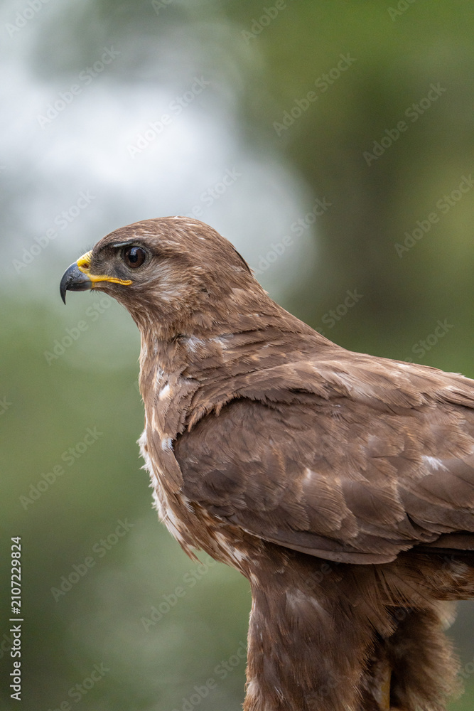 Fototapeta premium Common buzzard (Buteo buteo) photographed in Spain