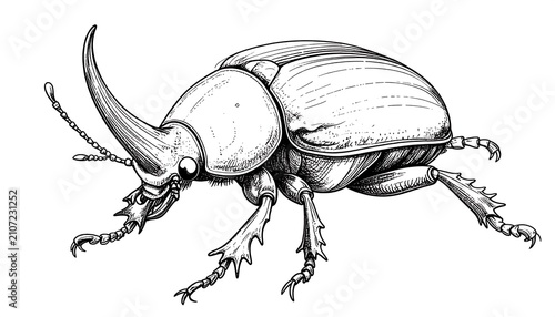 Detailed grayscale illustration of a large beetle with a prominent horn and intricate leg detail, set against a white backdrop