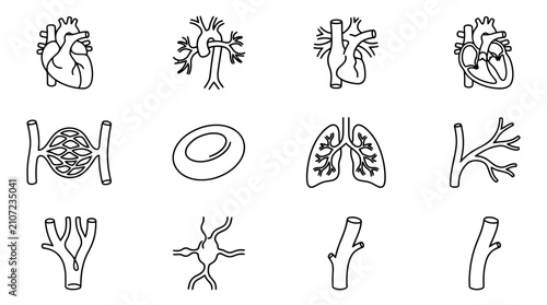 Tableau sur toile Human Anatomy Icons: Heart, Lungs, Blood Cells, Vessels - Medical Vector Set