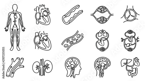 Tableau sur toile Human Circulatory System Anatomy: Heart, Blood Vessels, Organs, Brain, Kidneys