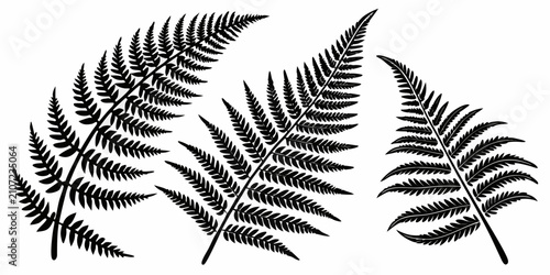 Konstfotografi Black fern silhouettes, isolated botanical leaves on white background, leaf