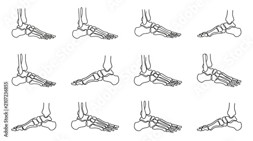Photos Human Foot Skeleton Anatomy - Multiple Angles