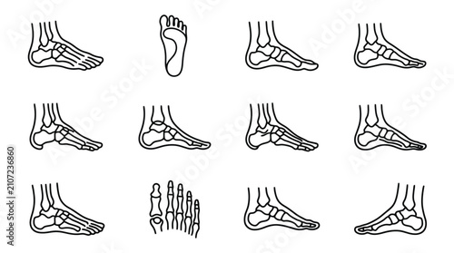 Photos Anatomical Foot Bones: Side Views and Top View of Human Skeletal Structure